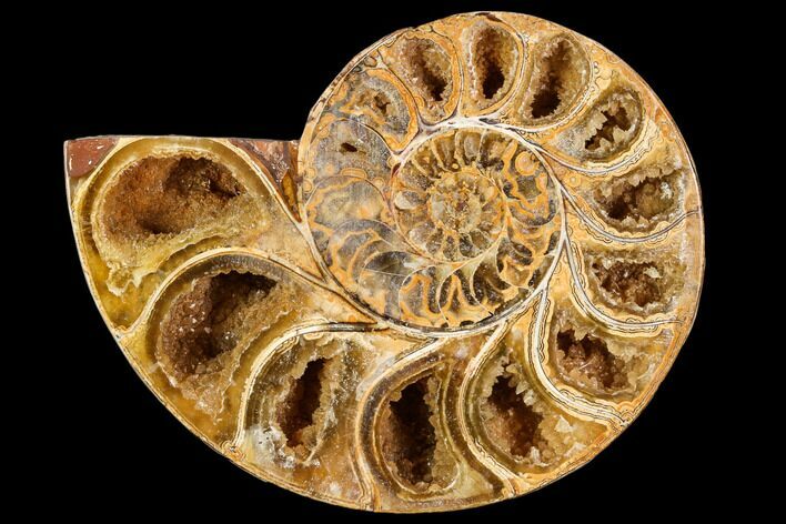 Sliced, Agatized Ammonite Fossil (half) - Jurassic #110730